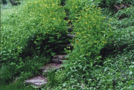 Steps